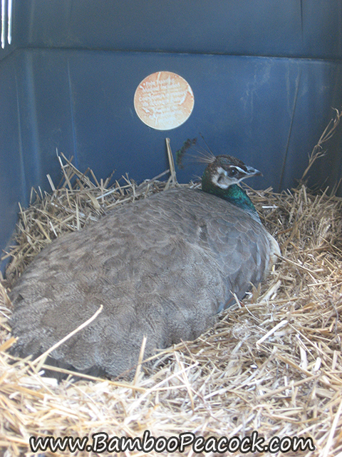 peahen nesting